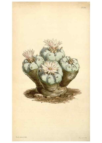 Reproducción/Reproduction 34407236014: Curtis's botanical magazine.. London ; New York [etc.] :Academic Press [etc.]