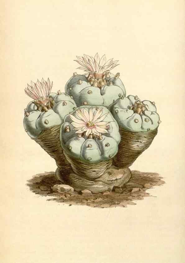 Reproducción/Reproduction 34407236014: Curtis's botanical magazine.. London ; New York [etc.] :Academic Press [etc.]