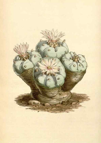 Reproducción/Reproduction 34407236014: Curtis's botanical magazine.. London ; New York [etc.] :Academic Press [etc.]