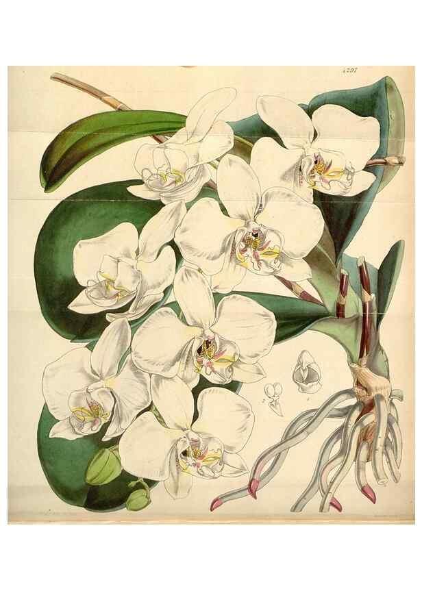 Reproducción/Reproduction 34407237044: Curtis's botanical magazine.. London ; New York [etc.] :Academic Press [etc.]