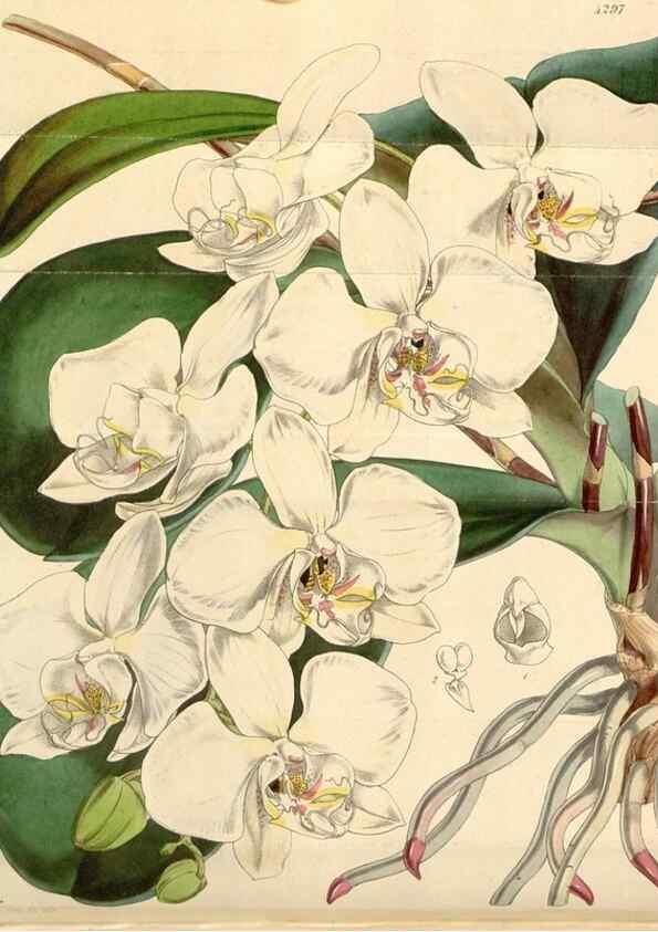 Reproducción/Reproduction 34407237044: Curtis's botanical magazine.. London ; New York [etc.] :Academic Press [etc.]