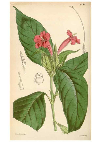 Reproducción/Reproduction 34407238274: Curtis's botanical magazine.. London ; New York [etc.] :Academic Press [etc.]
