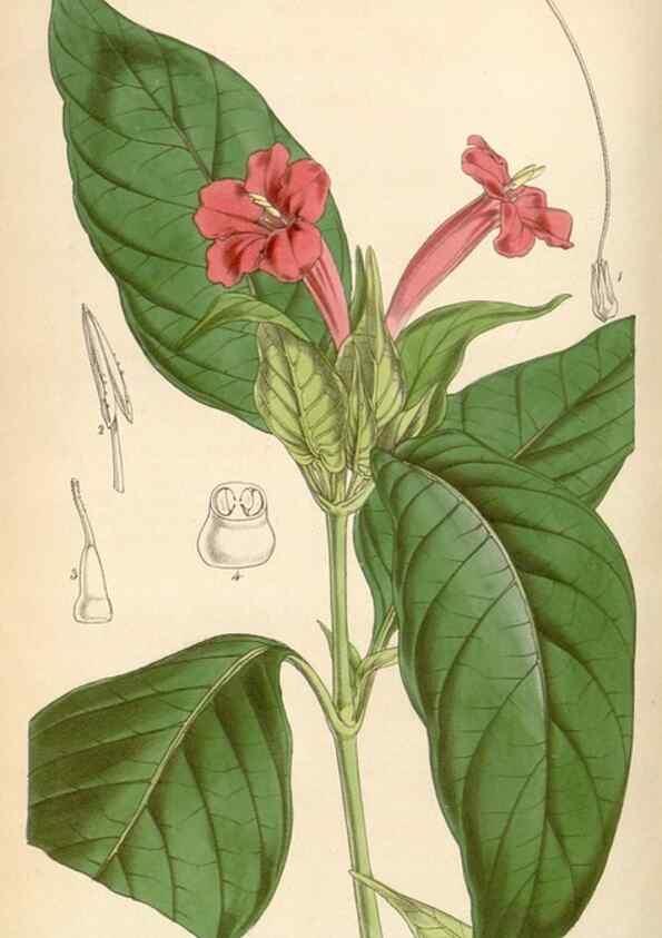 Reproducción/Reproduction 34407238274: Curtis's botanical magazine.. London ; New York [etc.] :Academic Press [etc.]