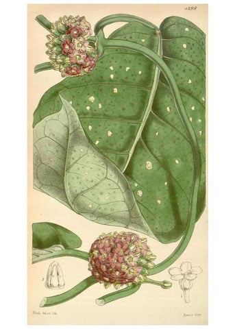Reproducción/Reproduction 34407239544: Curtis's botanical magazine.. London ; New York [etc.] :Academic Press [etc.]