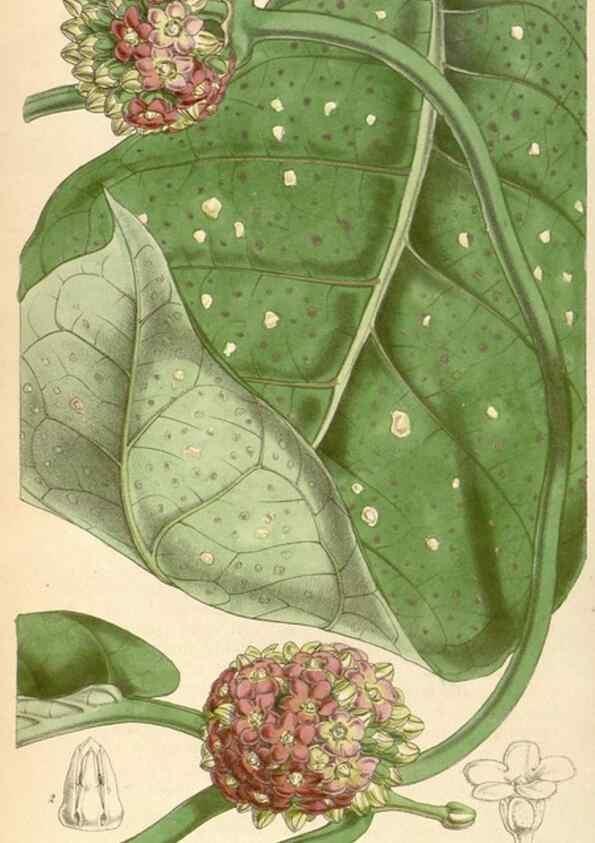 Reproducción/Reproduction 34407239544: Curtis's botanical magazine.. London ; New York [etc.] :Academic Press [etc.]