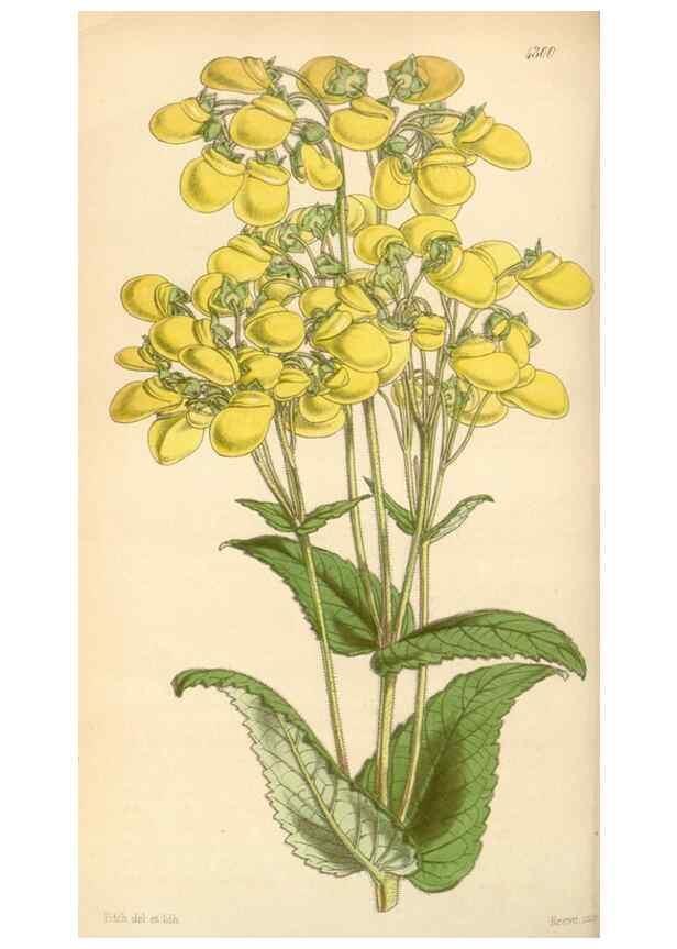 Reproducción/Reproduction 34442171263: Curtis's botanical magazine.. London ; New York [etc.] :Academic Press [etc.]