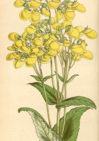 Reproducción/Reproduction 34442171263: Curtis's botanical magazine.. London ; New York [etc.] :Academic Press [etc.]