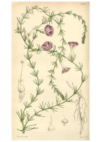 Reproducción/Reproduction 34442176553: Curtis's botanical magazine.. London ; New York [etc.] :Academic Press [etc.]