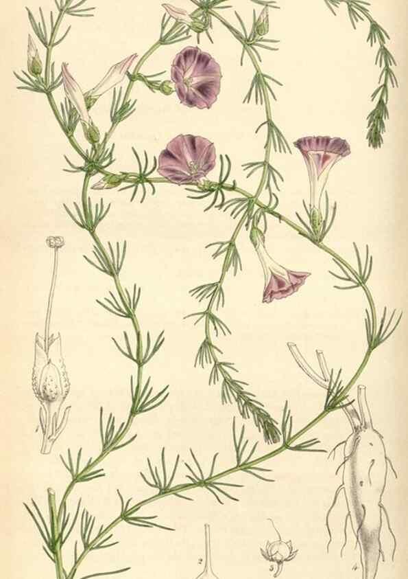 Reproducción/Reproduction 34442176553: Curtis's botanical magazine.. London ; New York [etc.] :Academic Press [etc.]