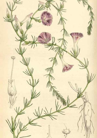 Reproducción/Reproduction 34442176553: Curtis's botanical magazine.. London ; New York [etc.] :Academic Press [etc.]