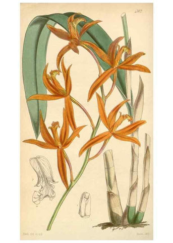 Reproducción/Reproduction 35211193776: Curtis's botanical magazine.. London ; New York [etc.] :Academic Press [etc.]