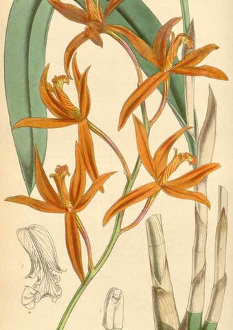 Reproducción/Reproduction 35211193776: Curtis's botanical magazine.. London ; New York [etc.] :Academic Press [etc.]