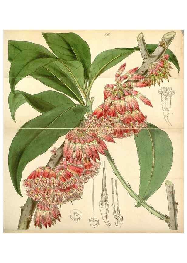 Reproducción/Reproduction 35211195106: Curtis's botanical magazine.. London ; New York [etc.] :Academic Press [etc.]