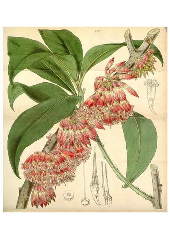 Reproducción/Reproduction 35211195106: Curtis's botanical magazine.. London ; New York [etc.] :Academic Press [etc.]