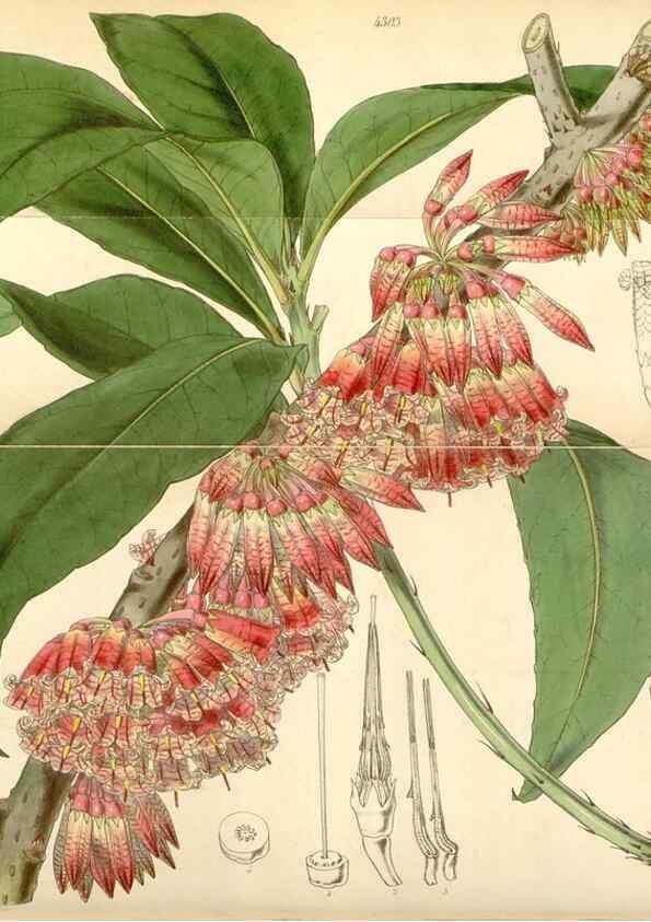 Reproducción/Reproduction 35211195106: Curtis's botanical magazine.. London ; New York [etc.] :Academic Press [etc.]