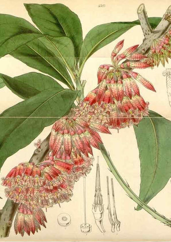 Reproducción/Reproduction 35211195106: Curtis's botanical magazine.. London ; New York [etc.] :Academic Press [etc.]