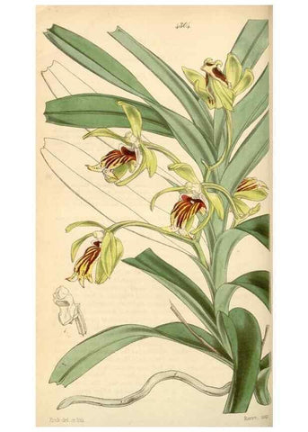 Reproducción/Reproduction 35211196496: Curtis's botanical magazine.. London ; New York [etc.] :Academic Press [etc.]