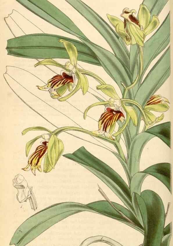 Reproducción/Reproduction 35211196496: Curtis's botanical magazine.. London ; New York [etc.] :Academic Press [etc.]