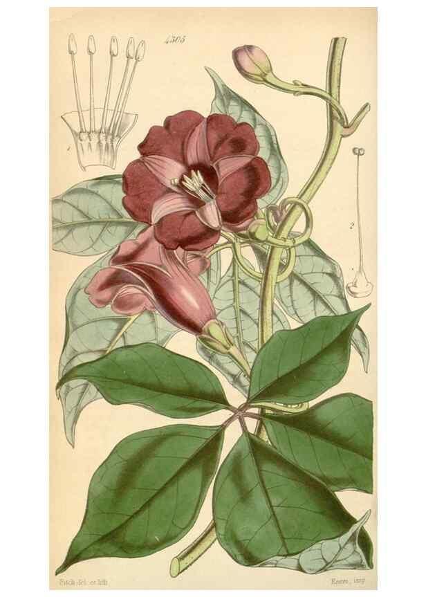 Reproducción/Reproduction 35211198806: Curtis's botanical magazine.. London ; New York [etc.] :Academic Press [etc.]