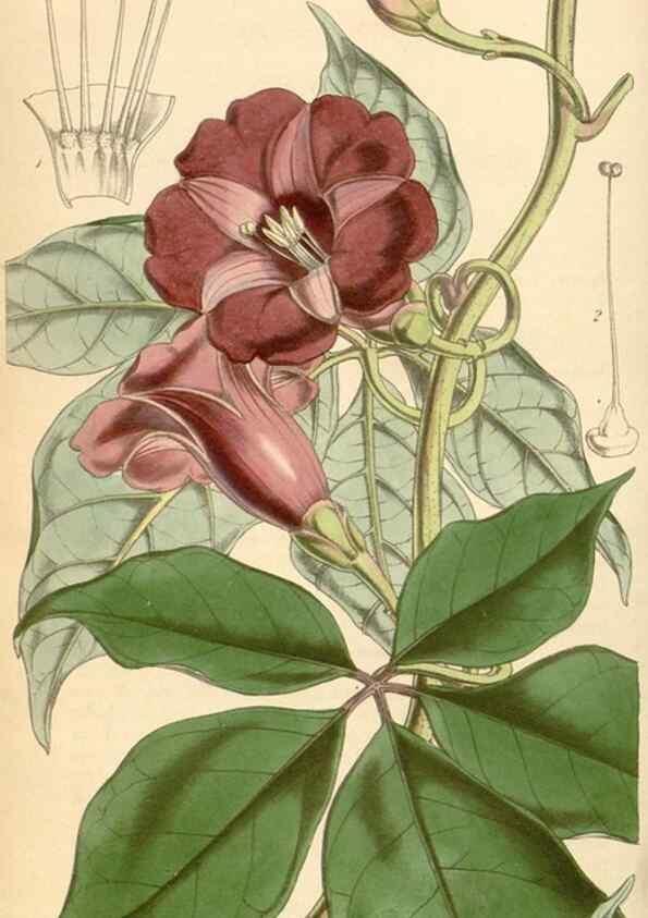 Reproducción/Reproduction 35211198806: Curtis's botanical magazine.. London ; New York [etc.] :Academic Press [etc.]