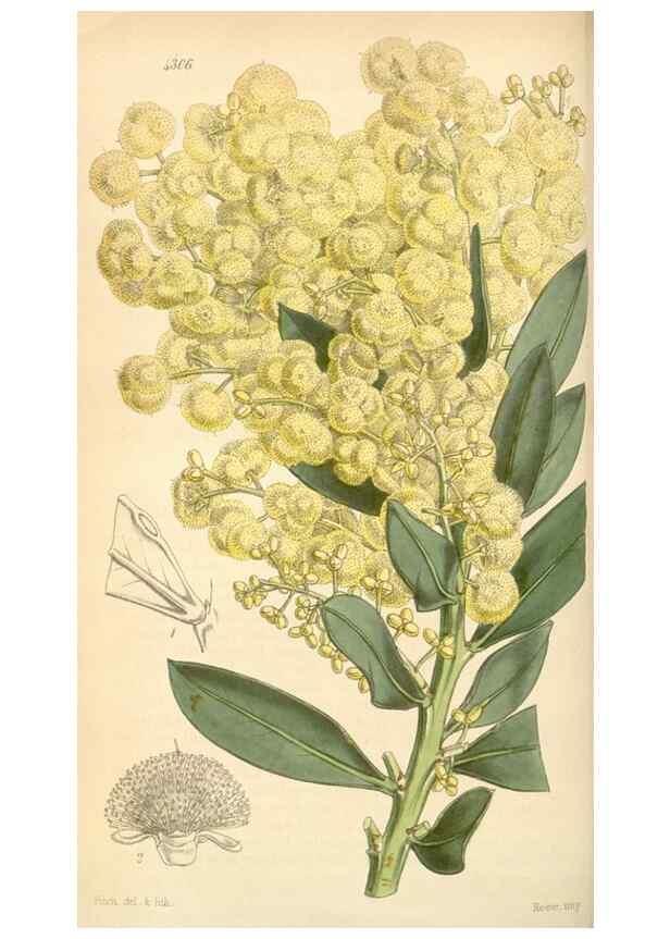 Reproducción/Reproduction 35211200666: Curtis's botanical magazine.. London ; New York [etc.] :Academic Press [etc.]