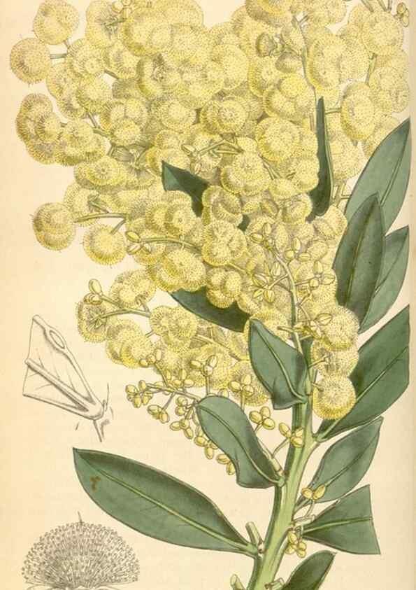 Reproducción/Reproduction 35211200666: Curtis's botanical magazine.. London ; New York [etc.] :Academic Press [etc.]