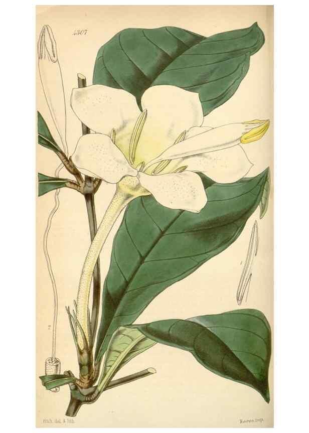 Reproducción/Reproduction 34442193653: Curtis's botanical magazine.. London ; New York [etc.] :Academic Press [etc.]