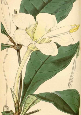 Reproducción/Reproduction 34442193653: Curtis's botanical magazine.. London ; New York [etc.] :Academic Press [etc.]