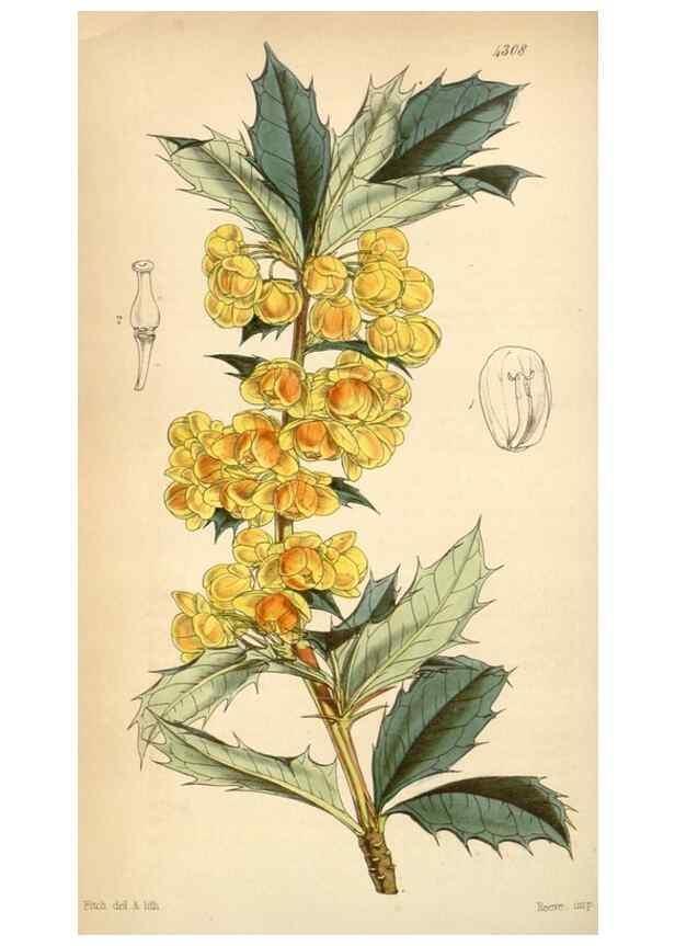 Reproducción/Reproduction 34442196443: Curtis's botanical magazine.. London ; New York [etc.] :Academic Press [etc.]
