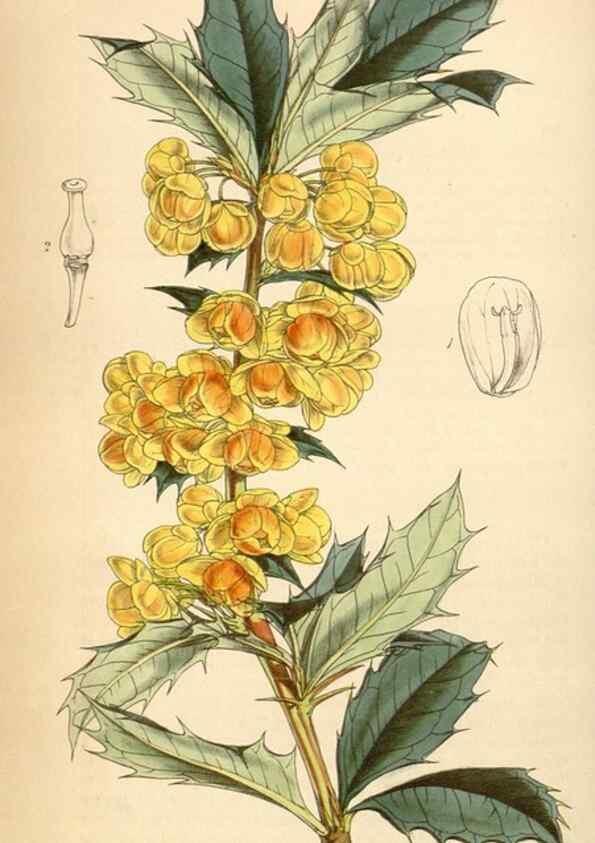 Reproducción/Reproduction 34442196443: Curtis's botanical magazine.. London ; New York [etc.] :Academic Press [etc.]