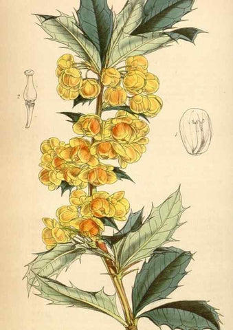 Reproducción/Reproduction 34442196443: Curtis's botanical magazine.. London ; New York [etc.] :Academic Press [etc.]