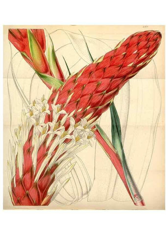 Reproducción/Reproduction 34442199143: Curtis's botanical magazine.. London ; New York [etc.] :Academic Press [etc.]