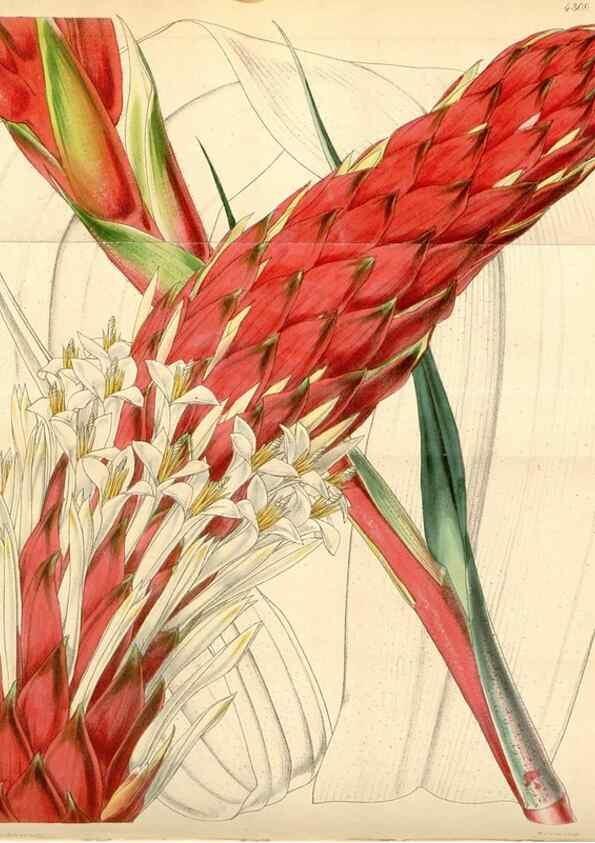 Reproducción/Reproduction 34442199143: Curtis's botanical magazine.. London ; New York [etc.] :Academic Press [etc.]