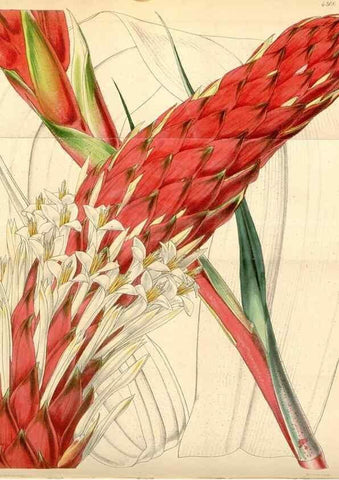 Reproducción/Reproduction 34442199143: Curtis's botanical magazine.. London ; New York [etc.] :Academic Press [etc.]