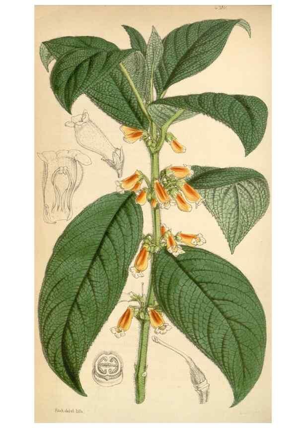 Reproducción/Reproduction 34442202363: Curtis's botanical magazine.. London ; New York [etc.] :Academic Press [etc.]