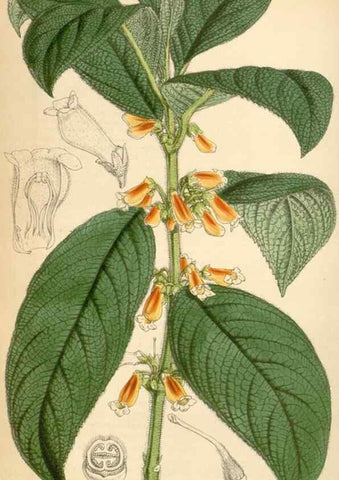 Reproducción/Reproduction 34442202363: Curtis's botanical magazine.. London ; New York [etc.] :Academic Press [etc.]