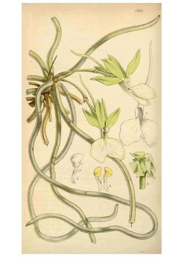 Reproducción/Reproduction 34407234404: Curtis's botanical magazine.. London ; New York [etc.] :Academic Press [etc.]