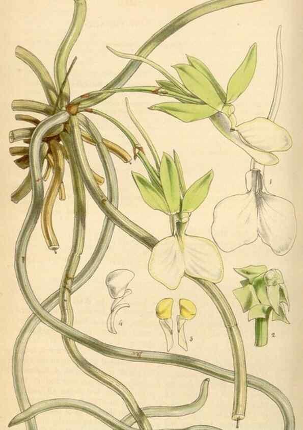 Reproducción/Reproduction 34407234404: Curtis's botanical magazine.. London ; New York [etc.] :Academic Press [etc.]