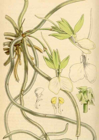 Reproducción/Reproduction 34407234404: Curtis's botanical magazine.. London ; New York [etc.] :Academic Press [etc.]