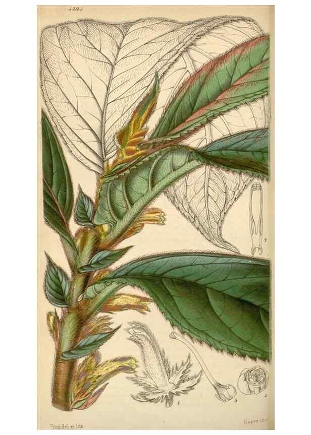 Reproducción/Reproduction 34442144003: Curtis's botanical magazine.. London ; New York [etc.] :Academic Press [etc.]