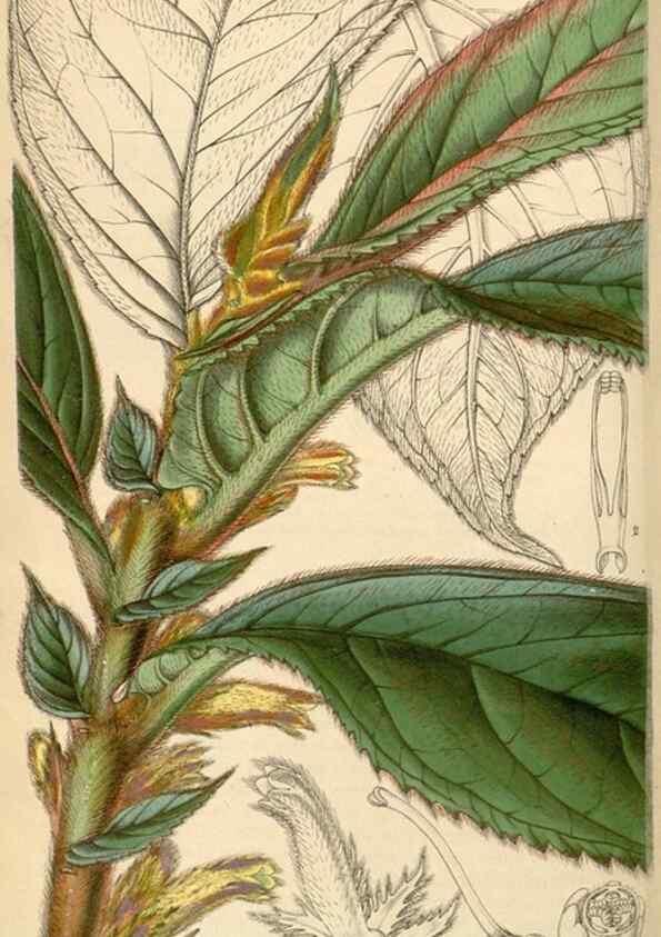 Reproducción/Reproduction 34442144003: Curtis's botanical magazine.. London ; New York [etc.] :Academic Press [etc.]