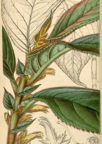 Reproducción/Reproduction 34442144003: Curtis's botanical magazine.. London ; New York [etc.] :Academic Press [etc.]