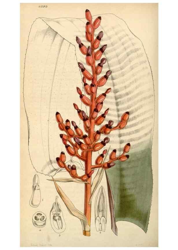 Reproducción/Reproduction 34442139923: Curtis's botanical magazine.. London ; New York [etc.] :Academic Press [etc.]