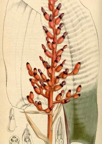 Reproducción/Reproduction 34442139923: Curtis's botanical magazine.. London ; New York [etc.] :Academic Press [etc.]