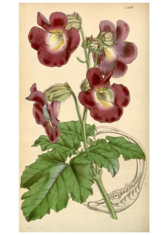 Reproducción/Reproduction 34864090590: Curtis's botanical magazine.. London ; New York [etc.] :Academic Press [etc.]