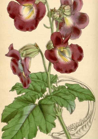 Reproducción/Reproduction 34864090590: Curtis's botanical magazine.. London ; New York [etc.] :Academic Press [etc.]