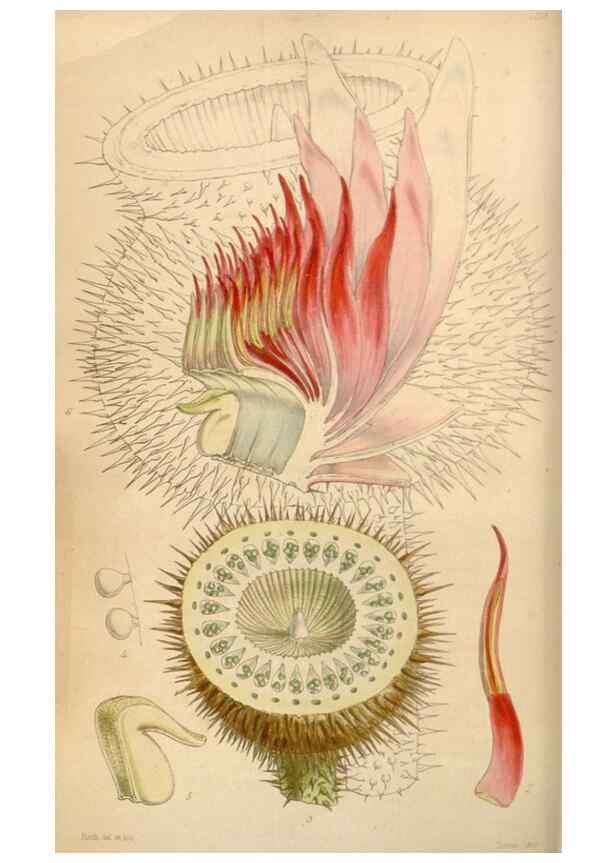 Reproducción/Reproduction 34864046960: Curtis's botanical magazine.. London ; New York [etc.] :Academic Press [etc.]