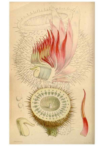 Reproducción/Reproduction 34864046960: Curtis's botanical magazine.. London ; New York [etc.] :Academic Press [etc.]