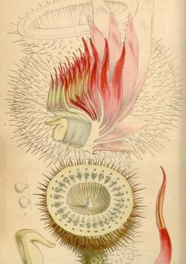 Reproducción/Reproduction 34864046960: Curtis's botanical magazine.. London ; New York [etc.] :Academic Press [etc.]