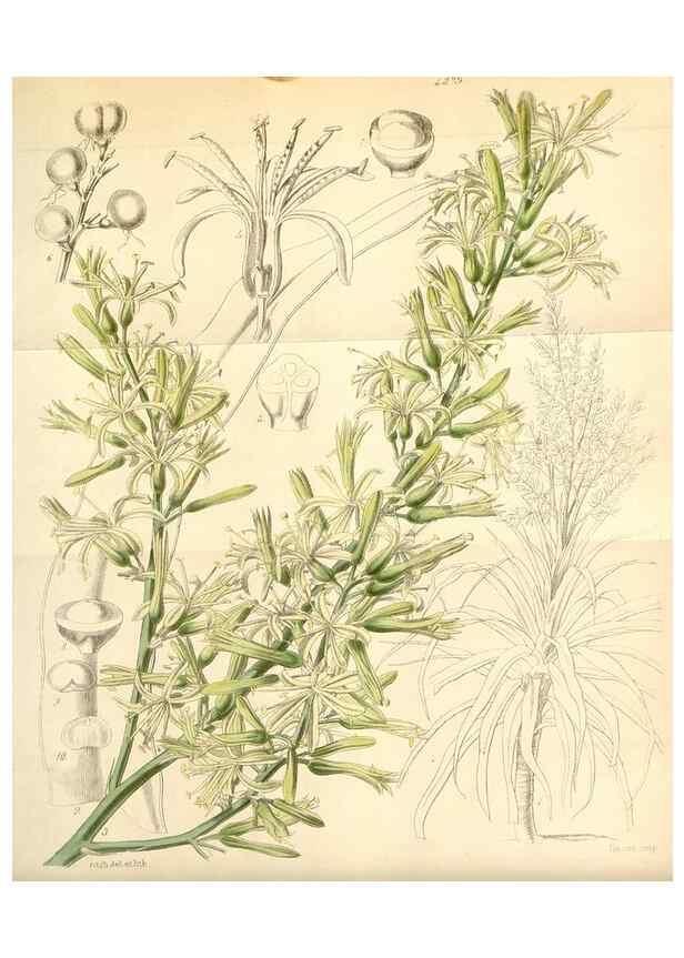 Reproducción/Reproduction 34864050600: Curtis's botanical magazine.. London ; New York [etc.] :Academic Press [etc.]